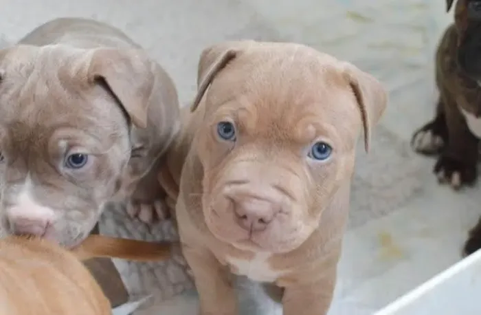 Pitbull Um companheiro que aprende a esperar