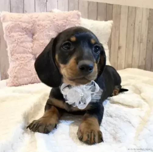 Baby dachshund/teckel/basset/salsicha/cofap pelagem densa maravilhosa