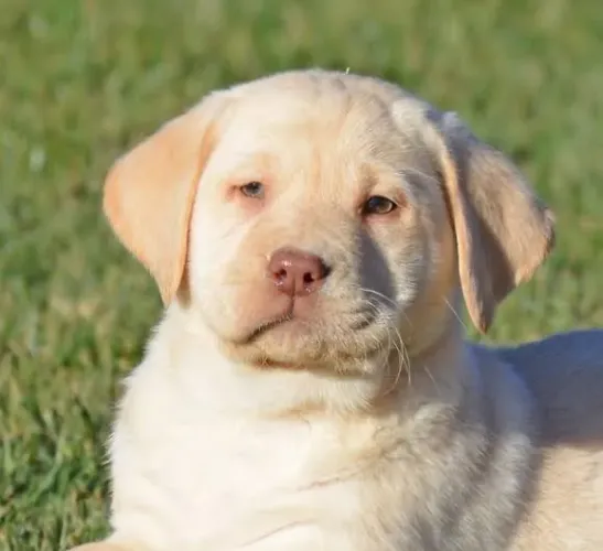 Maravilhosa filhote de labrador fêmea