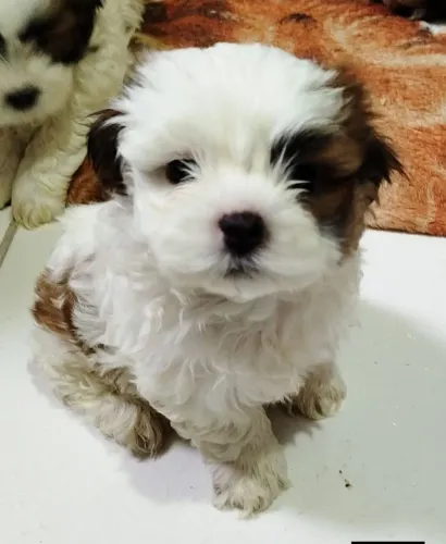 Filhotes de Lhasa Apso