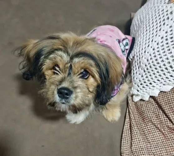 Cachorra