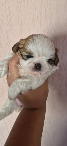 Filhotes de Shitzu Porte Mini