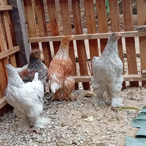 Brahma frangos e frangas com5 meses 200,0p
