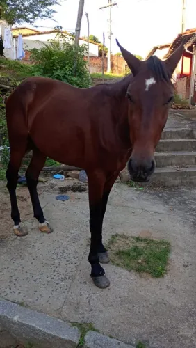 Cavalos