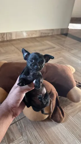 Pinscher Mini fêmea 