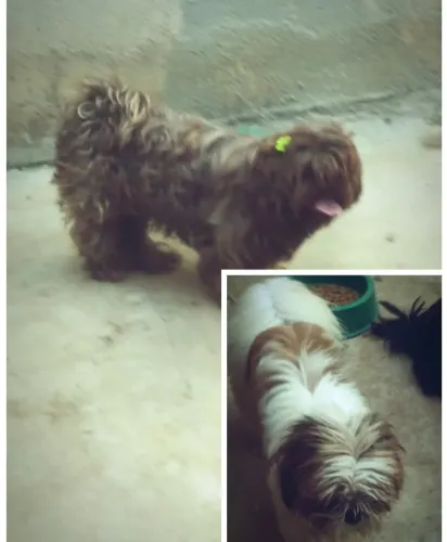 Doação de  1 Américan Bully 4 shih tzu