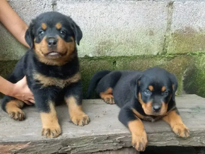 Rottweiler fêmea filhote