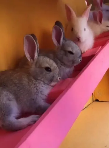 Coelhinhos saudáveis! ?