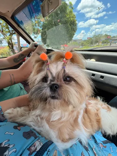 Shihtzu fêmea 