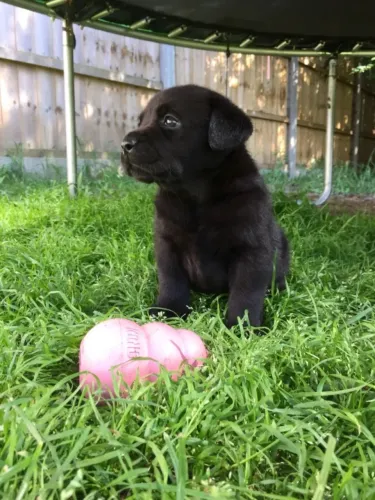Labrador Retriever,Labrador Retriever Filhote Disponível com Facilidade na Entrega