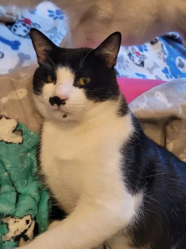 Gatinho frajola para adoção - castrado/vacinado - São Paulo, ZN
