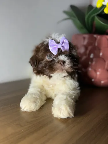 Shih tzu Fêmeas Shitzu 