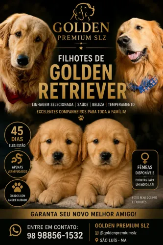 Golden Retrivier