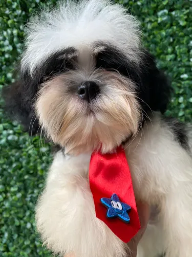 Macho Shihtzu 