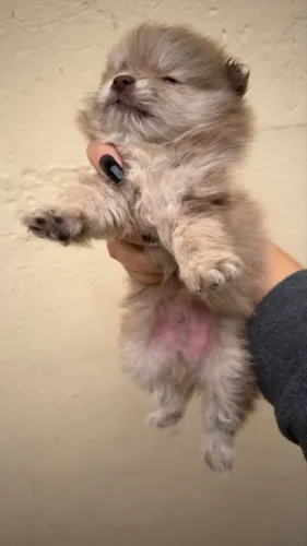Machinho chocomerle Lulu da pomerania 