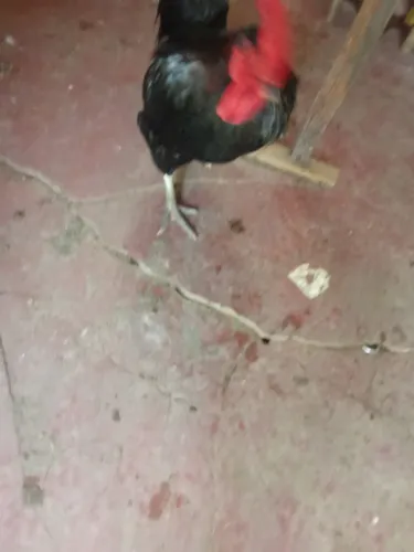 Galo de raça 