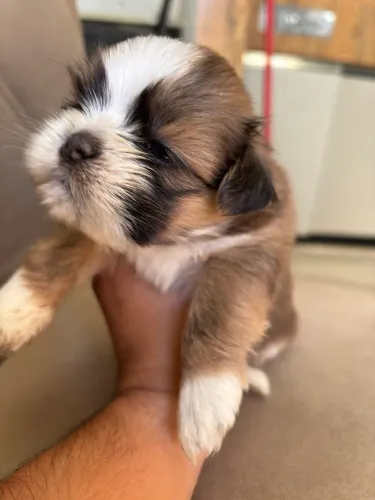 Vende se cachorros da raça Shih Tzu 100% puros ! 
