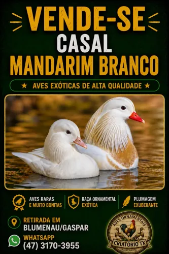 Casal Marreco Mandarim Branco 