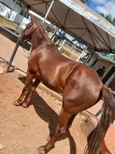 Cavalo quarto de milha 