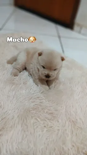 FILHOTES CHOW CHOW À VENDA