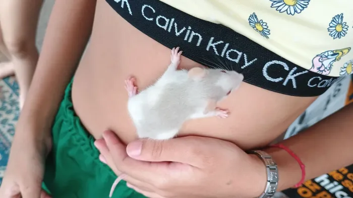 RATINHO TWISTER! 