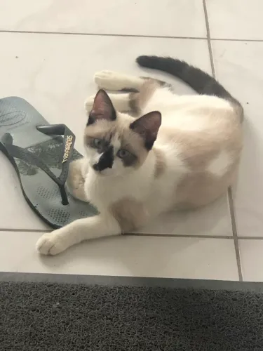 Fêmea gata