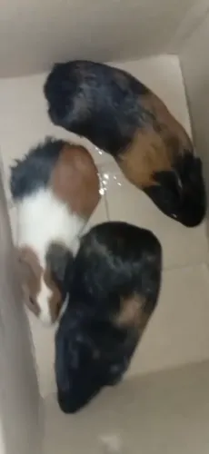 porquinho da Índia 