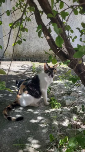 Gata prenhe - doação  - Adulta 