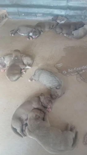 Animais
