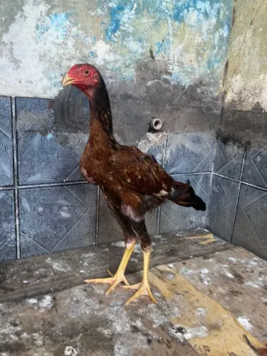 Frangos cariocas