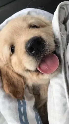 Filhotes De Golden Retriever - Companhia Que Faz Sorrir