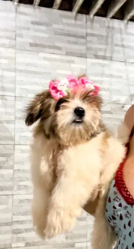 Cachorrinhos lhasa Apso Esmeralda