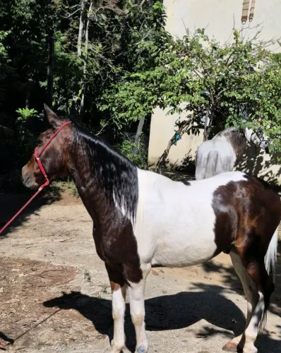 Vendo cavalo manço