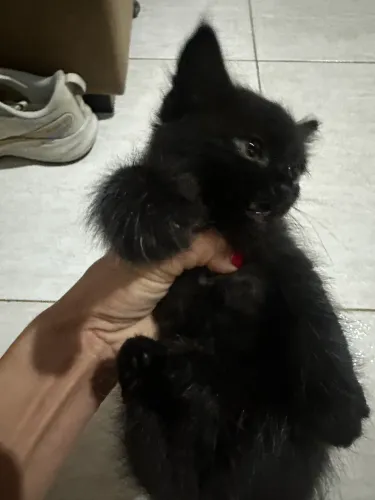Doação gatas Fêmea 