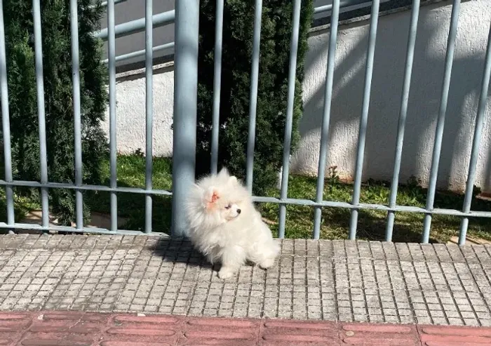Spitz Alemão Padrão Anão Legitimo com Registro.