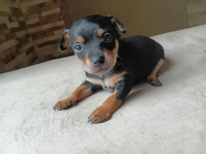 Pinscher machos 01