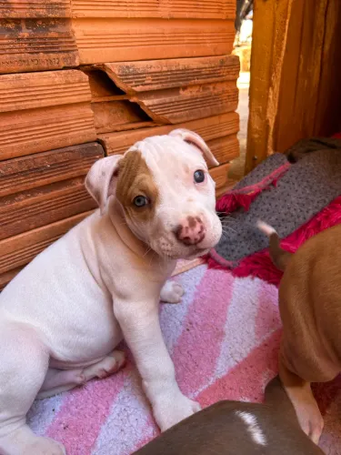 Filhotes Pitbull