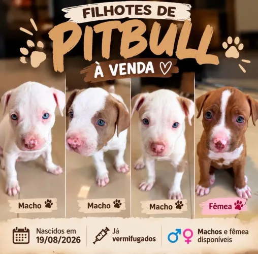 Lindos Filhotes de Pitbull Red Nose