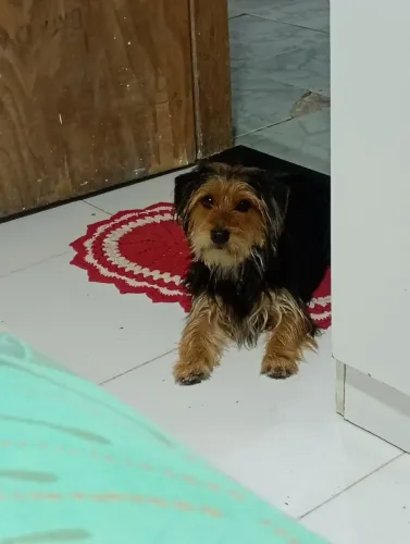 Cachorro yorkshire a venda