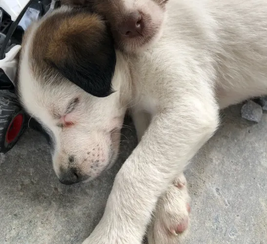 Filhotes de cachorro para adoção