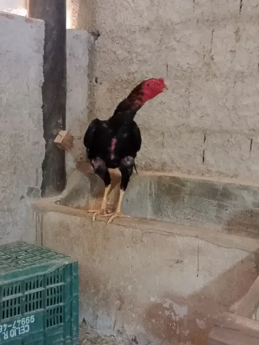 Galo indio