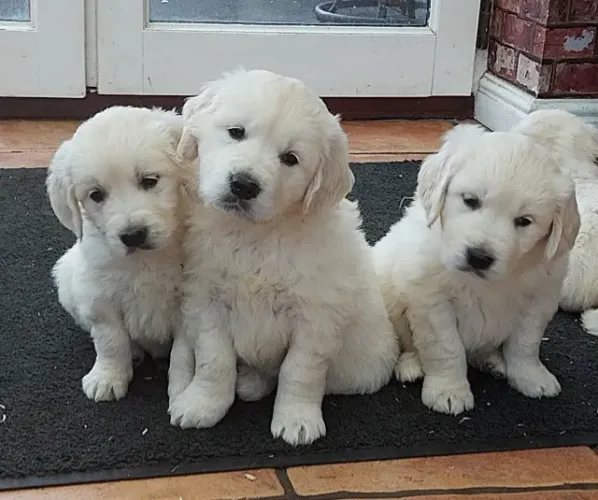 Golden Retriever lindíssimos e super dóceis! Chama no WhatsApp para mais informações.