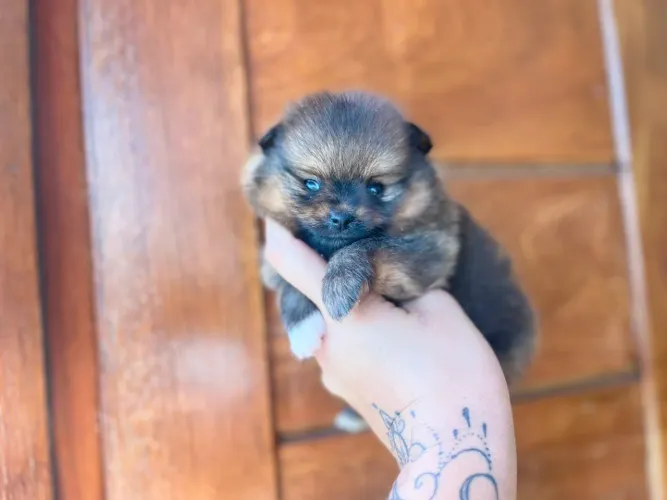 Lulu macho com Pedigree