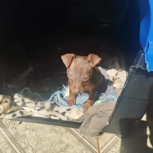 Vendo Pinscher