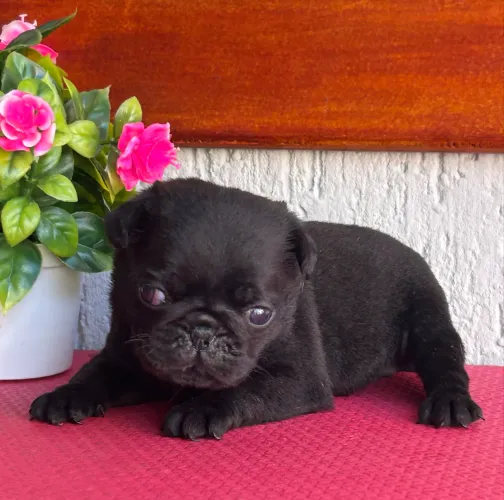 Pug fêmea com pedigree
