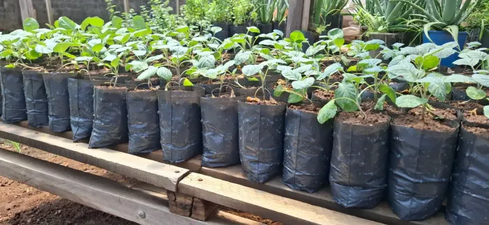 Lindas mudas de COUVE manteiga no saquinho plástico