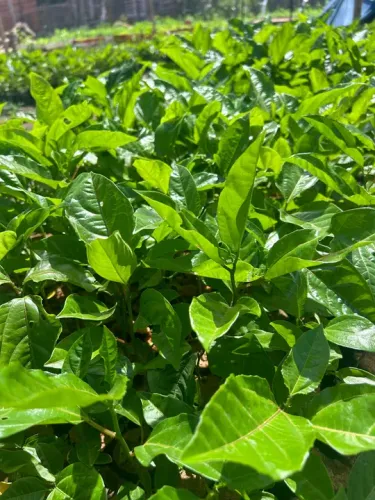 Mudas de maracujá