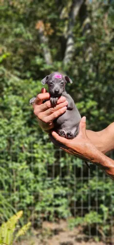 Galgo Italiano - Femea - Somos do RJ