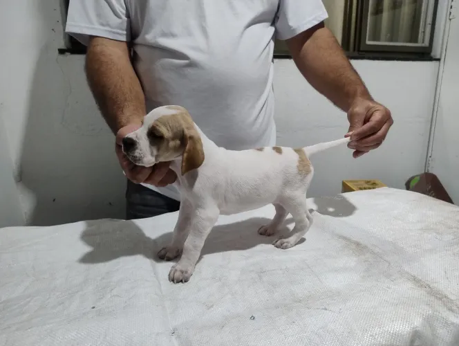 "cachorro perdigueiro" - Cachorros no Brasil