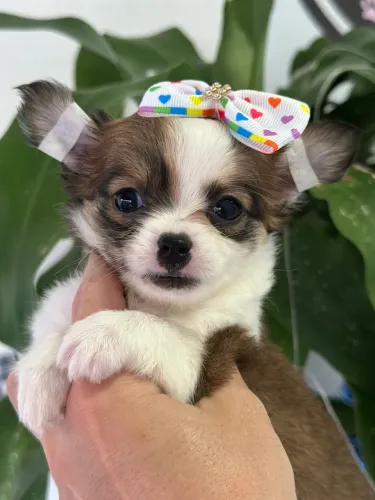 Chihuahua-Filhotes Saudáveis e Super FoFos-Mini Tesouro Esperando Por Você !
